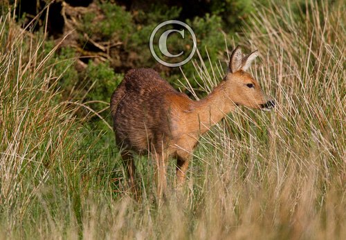 Roe Deer Doe DM1130